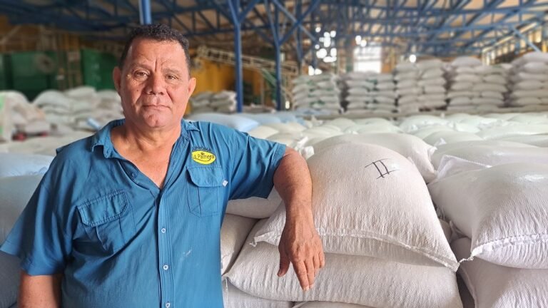 Productores de Upala requieren ayuda de costarricenses para vender 4 mil quintales de maíz