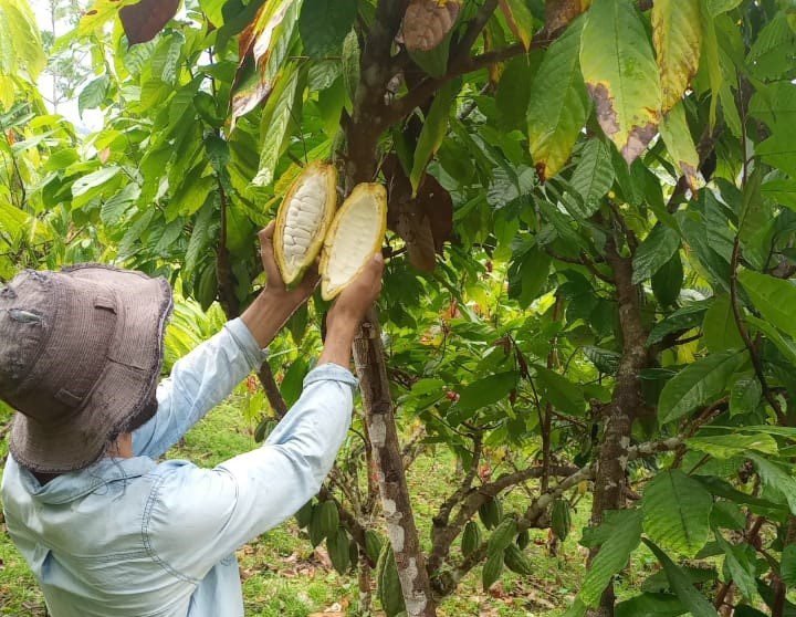 Cacao de Costa Rica entre los mejores 50 del mundo