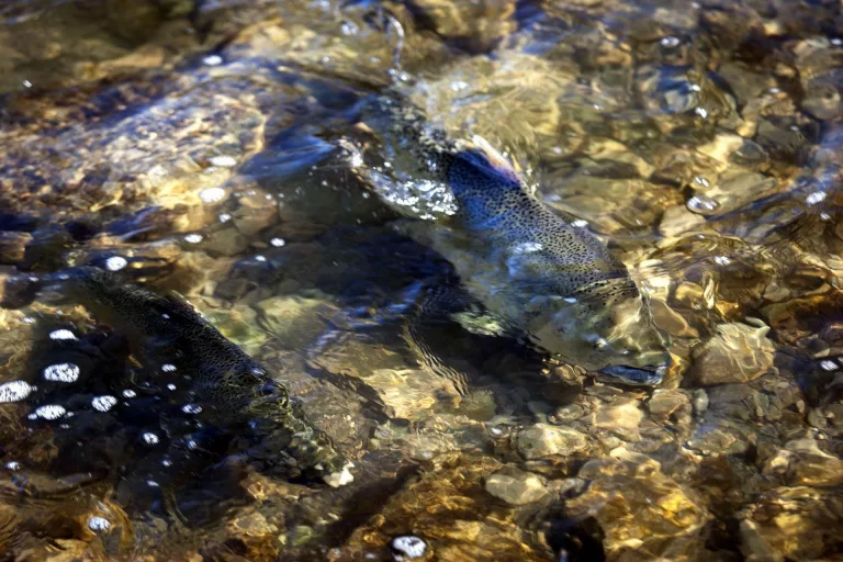 Una de cada cuatro especies de peces de agua dulce en peligro de extinción, según la UICN