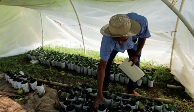 Con café, el canal de Panamá busca combatir deforestación y sequía