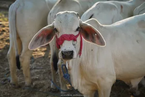 Ganadería costarricense se moderniza: Ingresamos a la élite internacional de países con trazabilidad bovina