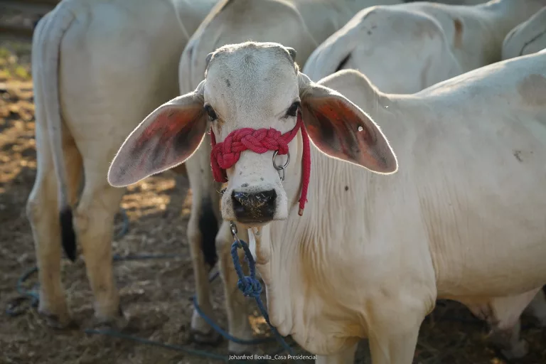 Ganadería costarricense se moderniza: Ingresamos a la élite internacional de países con trazabilidad bovina