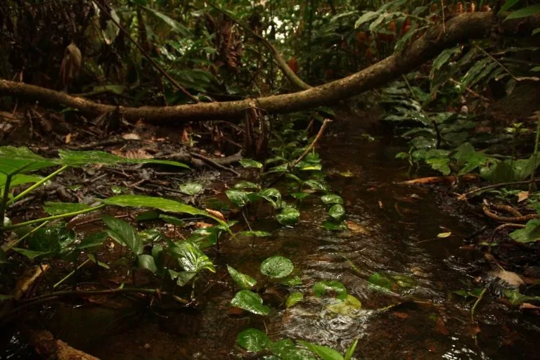 Concejo Municipal de Belén aprueba iniciar proceso de nulidad contra intento de reducir área de protección de naciente