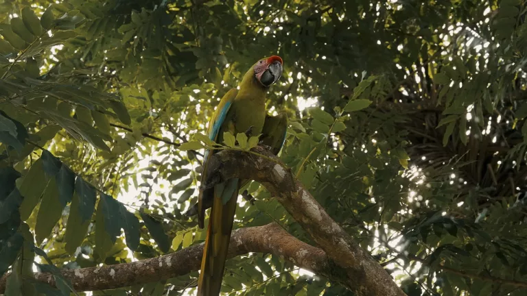 Hábitat de la lapa verde será monitoreado con inteligencia artificial