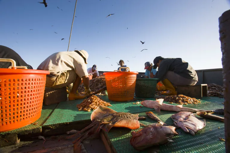 MarViva denuncia represalias del Gobierno de Chaves por denunciar pesca de arrastre