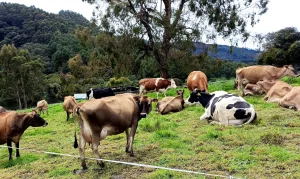 Modelo NAMA Ganadería alcanza más de 2700 fincas a nivel nacional