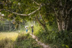 El resurgimiento de la naturaleza: las Naciones Unidas otorgan reconocimiento a siete iniciativas emblemáticas de restauración mundial