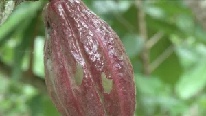 Cacao costarricense obtiene oro en importante concurso internacional