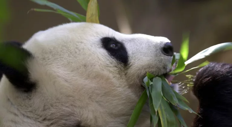 China planea enviar pandas al Zoo de San Diego y retomar su diplomacia de conservación