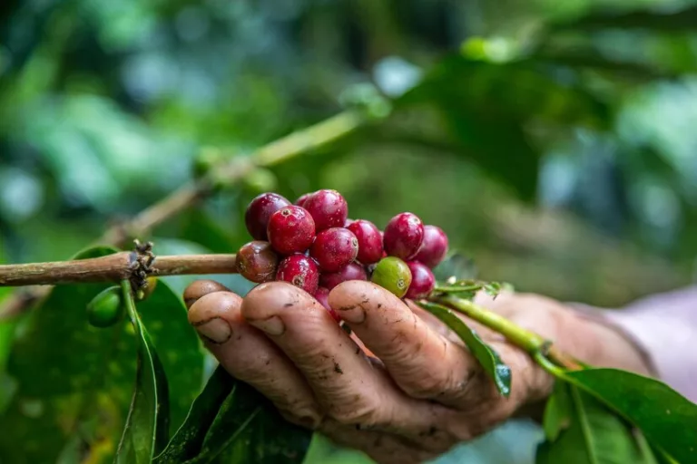 Empresas buscan más de 16 mil recolectores de café y 1.500 personas conductoras de autobús