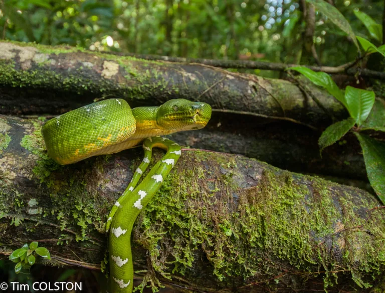 Investigador en Puerto Rico ayuda a crear el árbol evolutivo más grande de varios reptiles