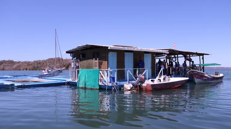 Restaurante y granjas flotantes se convierten en alternativa para familias que se dedicaban a la pesca en el Golfo de Nicoya