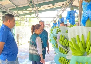 Banano costarricense podría llegar a nuevo mercado