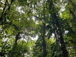 Ministerio Público ordena detención de 3 personas por aparentes irregularidades en permisos forestales