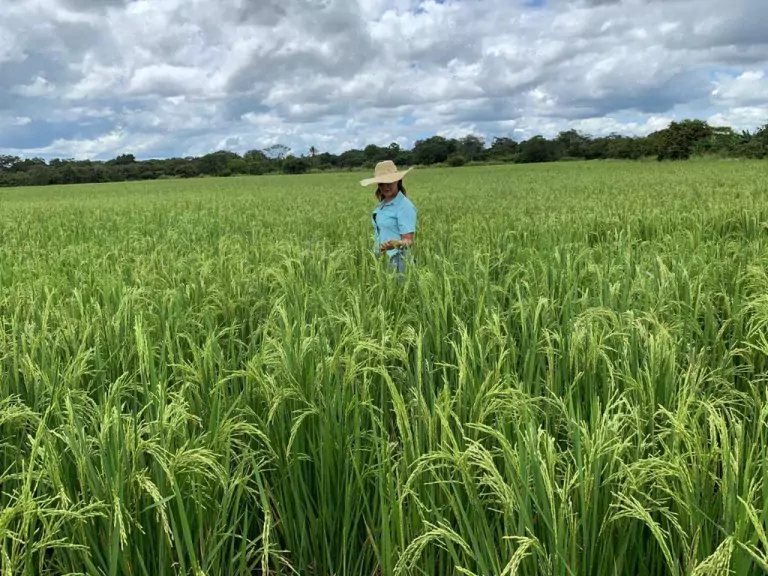 Tribunal rechaza recurso de revocatoria presentado por Procuraduría sobre Ruta del Arroz