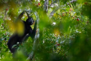 La búsqueda de nuevas especies en una reserva de Panamá rica en biodiversidad