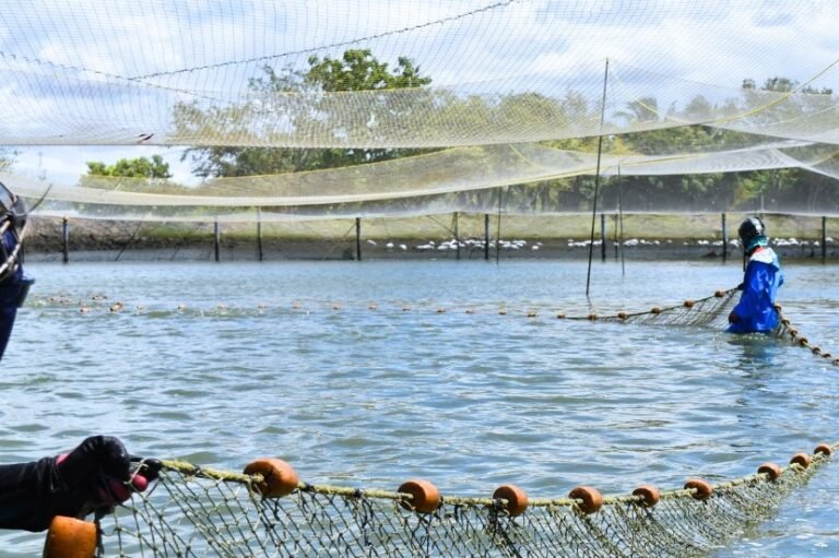 Cámara de Agricultura preocupada ante cese de exportaciones de pescado por Aquafoods debido a política monetaria