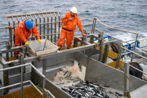 64,7% de las pesquerías industriales chilenas han recuperado su biomasa en los últimos diez años
