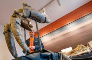 Hallazgo de restos de elefantes prehistóricos causa sensación en Alemania