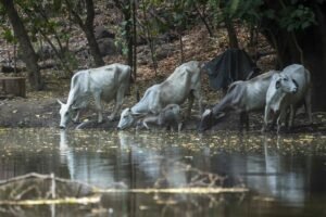 Nicaragua declara la alerta sanitaria por la presencia del gusano barrenador en el ganado