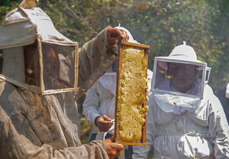 Mujeres indígenas luchan contra la crisis climática al salvar abejas en el sur de México