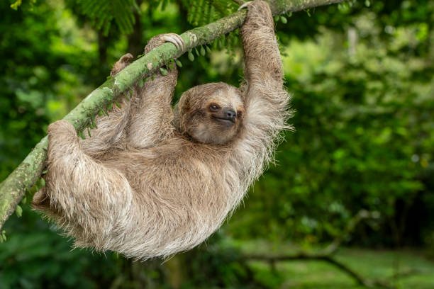 Costa Rica enfrenta retos para la conservación de los perezosos