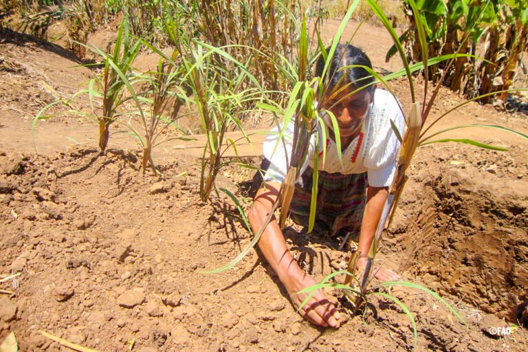 Fondo para el Medio Ambiente Mundial financiará proyectos en 23 países de América Latina y el Caribe