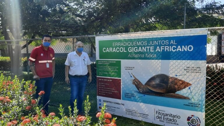 MAG mantiene exhaustiva vigilancia sobre el caracol gigante africano