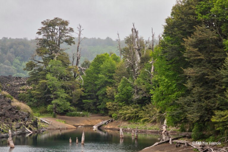 Informe de la FAO advierte que los bosques se enfrentan a un creciente estrés climático en medio del aumento de la demanda de sus productos