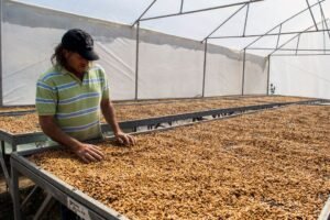 Cafés de Santa María de Dota triunfan en Taza de la Excelencia 2024