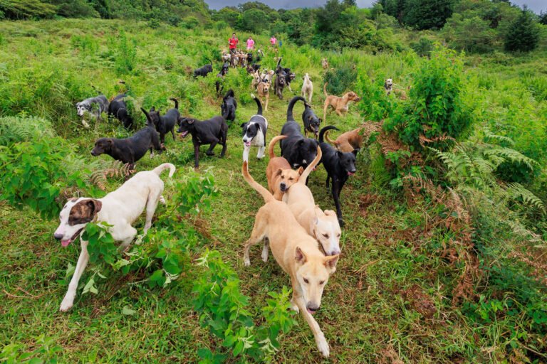 Zaguatón recaudará alimento para 1.800 perros de Territorio de Zaguates