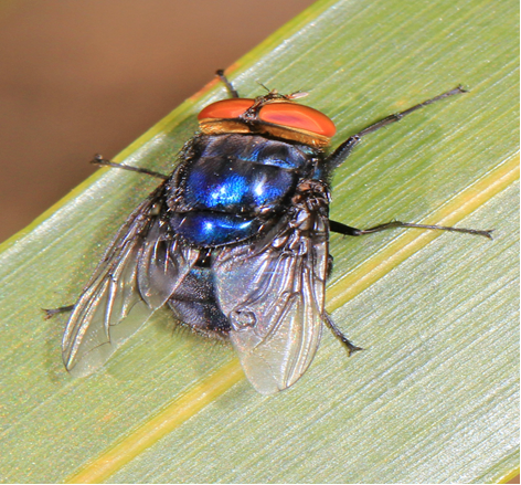 El gusano barrenador (Cochliomyia hominivorax)