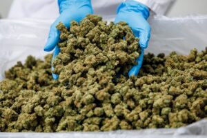 Alemania: gran aumento de uso terapéutico del cannabis tras legalización