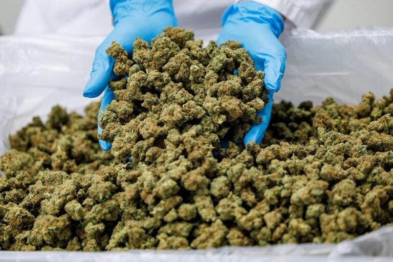 Alemania: gran aumento de uso terapéutico del cannabis tras legalización