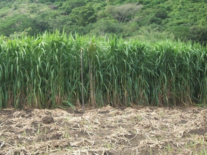 El aforo del pasto y sus aplicaciones