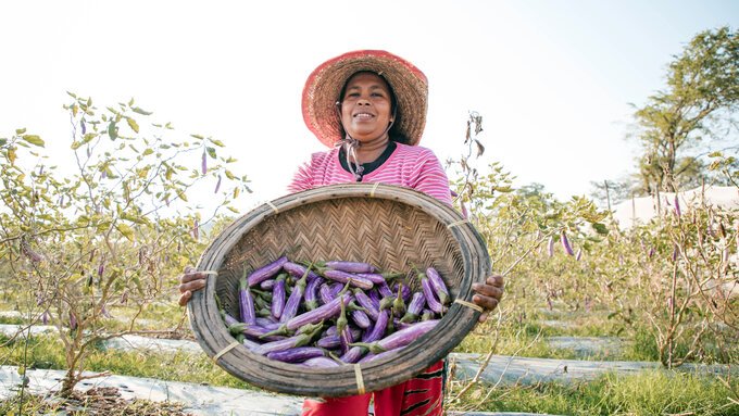 Las berenjenas abundan en Sri Lanka gracias a las buenas prácticas agrícolas y tecnologías