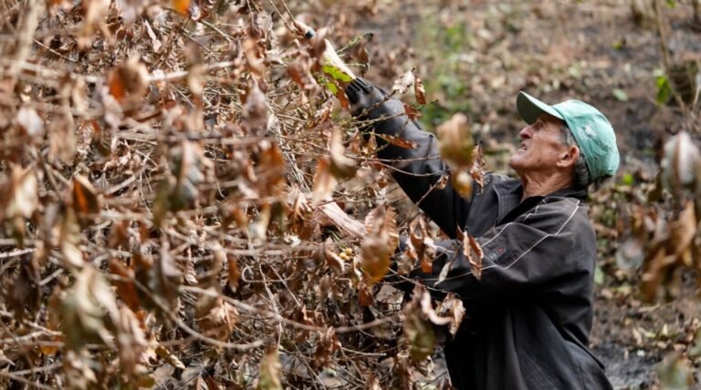 Sequía en Brasil afecta a fincas cafeteras y amenaza con elevar aún más los precios