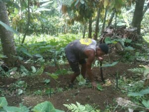 Tres nuevos sitios reconocidos como Sistemas importantes del patrimonio agrícola mundial