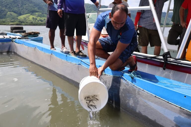 UNA entrega juveniles de corvina para cultivo en granjas marinas