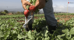 Agroecología gana terreno en Costa Rica para mitigar crisis por el uso excesivo de plaguicidas