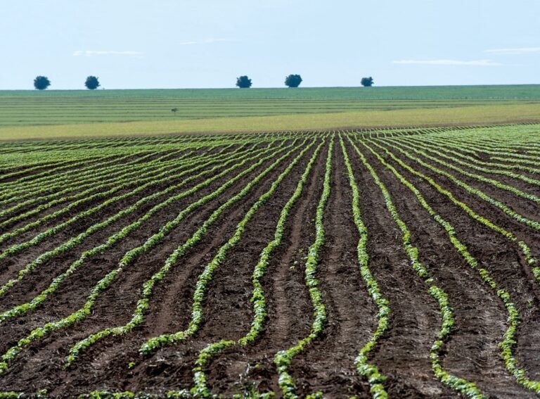 El reto de producir más alimentos, pero bajando los gases de efecto invernadero