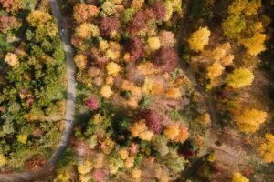 Bosques en Alemania emiten más CO2 del que pueden absorber