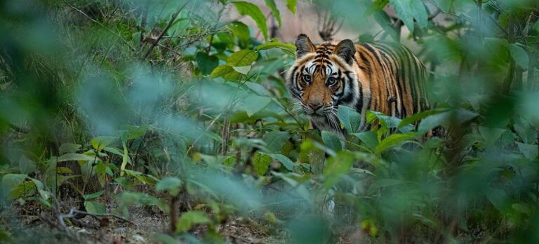 Guterres: Los que se lucran de la naturaleza no pueden tratarla como un recurso gratuito e infinito