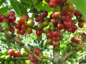 Costa Rica albergará congreso científico sobre los 75 años de la Colección Internacional de Café