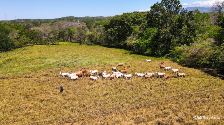 Ganadería costarricense: motor de cambio para generar sistemas productivos resilientes al clima