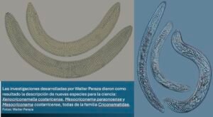 Descubren nuevas especies de nematodos en Costa Rica