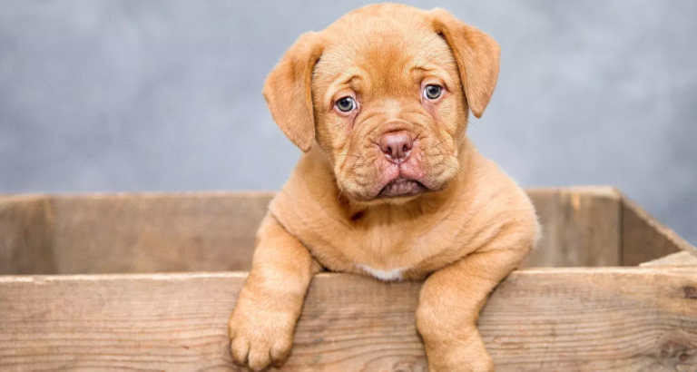 ExpoPatitas: La cita imperdible para los amantes de perros y gatos en Paseo de las Flores