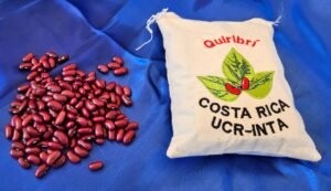 Costa Rica estrena nueva variedad de frijol rojo: Quiribrí