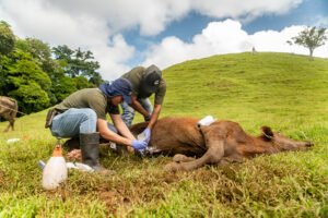 Costa Rica lanza canal de WhatsApp para prevención y control del Gusano Barrenador