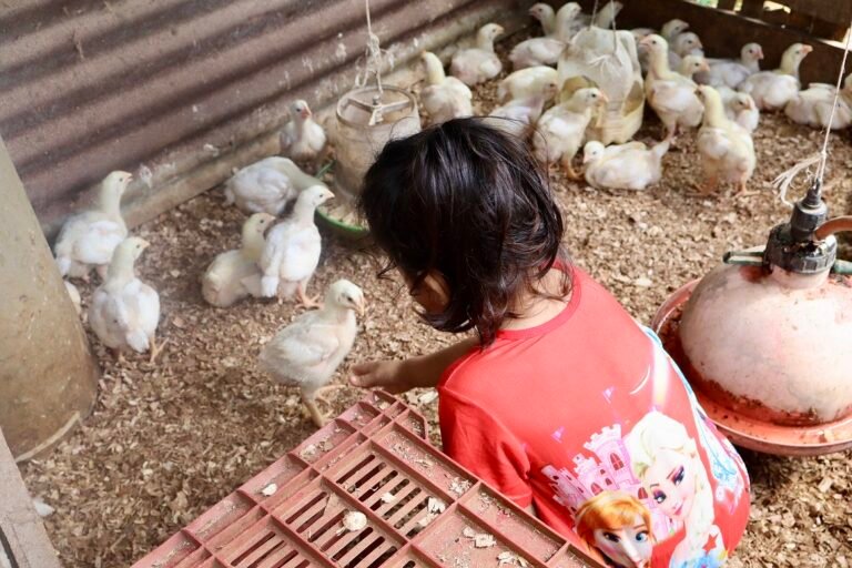 Programa de FAO, UNICEF y comités sectoriales locales impulsa fortalecimiento de sistemas agroalimentarios